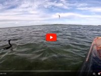 Cormorant Harassment